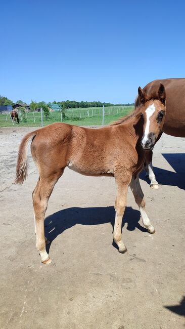 Dunkelfuchs Stutfohlen Selectric x St.Schufro, Daniela, Horses For Sale, Oebisfelde, Image 2