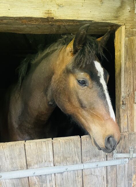 Dunkelbrauner Freibergerwallach, Bernet, Horses For Sale, Serneus, Image 2