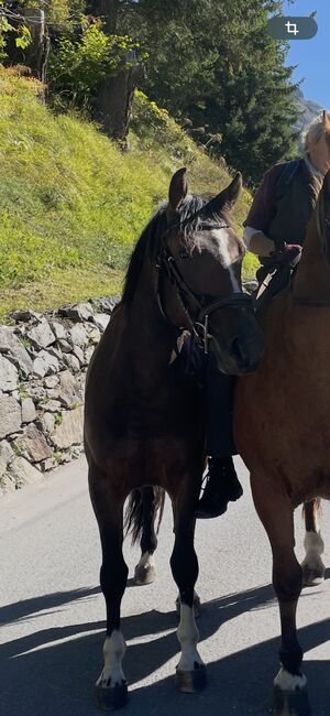 Dunkelbrauner Freibergerwallach, Bernet, Horses For Sale, Serneus