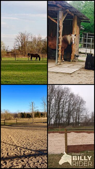 Box mit Padock FREI, Leibihof Endres , Leibihof Endres , Horse Stables, Nersingen , Image 8