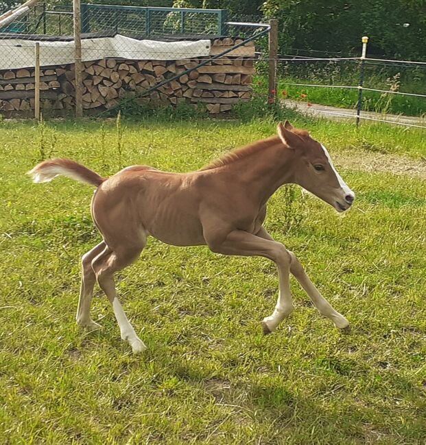 Doppelt Registriert Painthorse, Quarter Horse Hengst-Fohlen Reining,Ranchhorse, Silvi, Pferd kaufen, Nördlingen , Abbildung 10