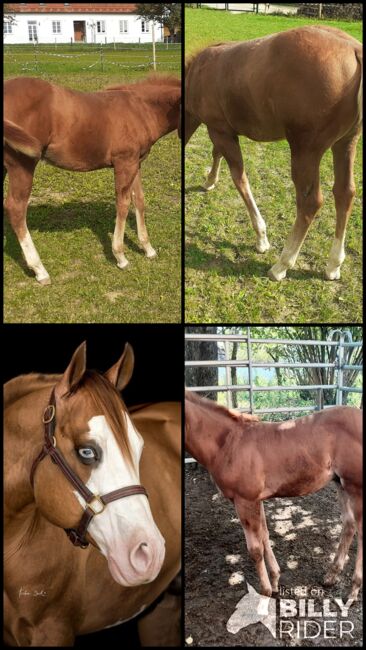 Doppelt Registriert Painthorse, Quarter Horse Hengst-Fohlen Reining,Ranchhorse, Silvi, Pferd kaufen, Nördlingen , Abbildung 17