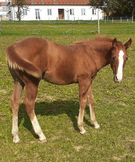 Doppelt Registriert Painthorse, Quarter Horse Hengst-Fohlen Reining,Ranchhorse, Silvi, Pferd kaufen, Nördlingen 