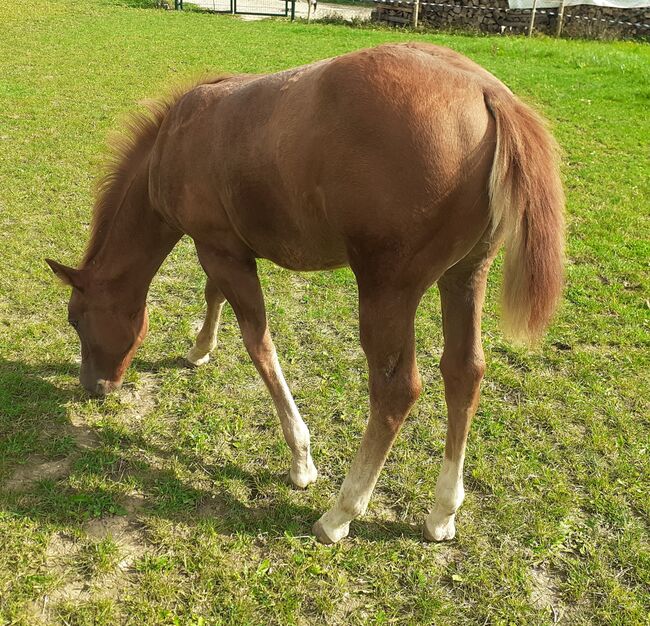 Doppelt Registriert Painthorse, Quarter Horse Hengst-Fohlen Reining,Ranchhorse, Silvi, Pferd kaufen, Nördlingen , Abbildung 4