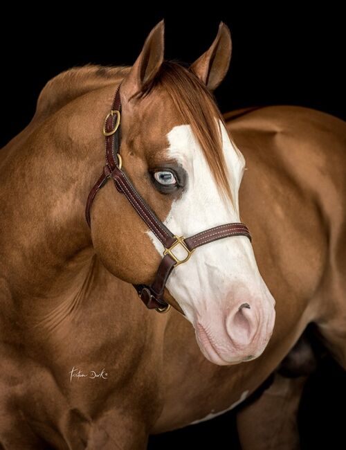 Doppelt Registriert Painthorse, Quarter Horse Hengst-Fohlen Reining,Ranchhorse, Silvi, Pferd kaufen, Nördlingen , Abbildung 8