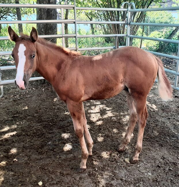 Doppelt Registriert Painthorse, Quarter Horse Hengst-Fohlen Reining,Ranchhorse, Silvi, Pferd kaufen, Nördlingen , Abbildung 9