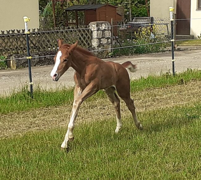 Doppelt Registriert Painthorse, Quarter Horse Hengst-Fohlen Reining,Ranchhorse, Silvi, Pferd kaufen, Nördlingen , Abbildung 11