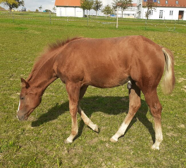 Doppelt Registriert Painthorse, Quarter Horse Hengst-Fohlen Reining,Ranchhorse, Silvi, Pferd kaufen, Nördlingen , Abbildung 6