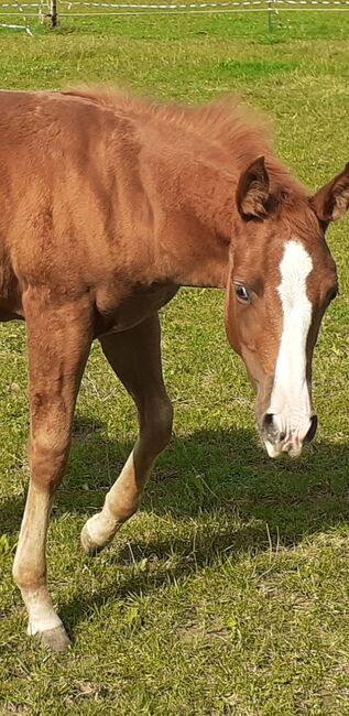 Doppelt Registriert Painthorse, Quarter Horse Hengst-Fohlen Reining,Ranchhorse, Silvi, Pferd kaufen, Nördlingen , Abbildung 3