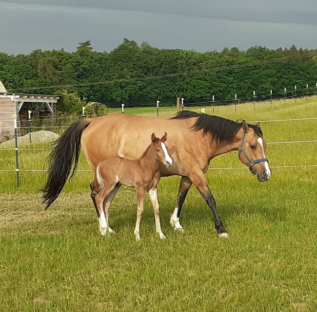 Doppelt Registriert Painthorse, Quarter Horse Hengst-Fohlen Reining,Ranchhorse, Silvi, Pferd kaufen, Nördlingen , Abbildung 16