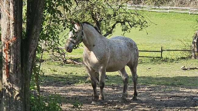 Reitbeteiligung zu vergeben (mit Kaufoption), Stefanie , Konie na sprzedaż, St. Margareten im Rosental