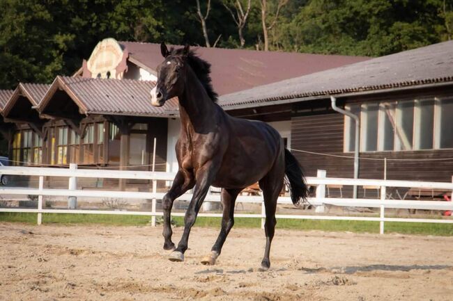 Turniererfahrener Trakehner / Sarotti v. Honore du Soir x Herzruf, Pferdevermittlung Leus, Konie na sprzedaż, Ampflwang, Image 4