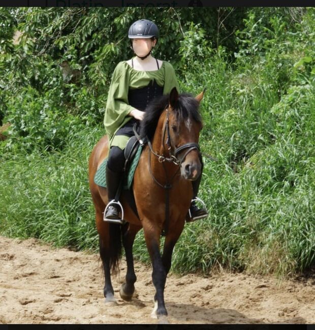 Routinierter Wallach, Marita Sedlaczek, Konie na sprzedaż, Colditz
