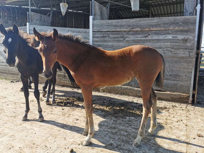 Doppelveranlagte Zuchtstute, Beistellpferd, Stute, Bianca, Horses For Sale, Eberdingen, Image 5