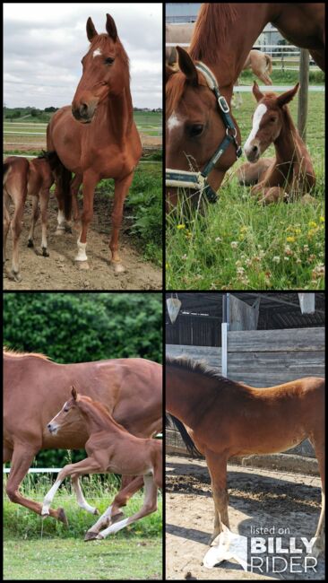 Doppelveranlagte Zuchtstute, Beistellpferd, Stute, Bianca, Horses For Sale, Eberdingen, Image 17