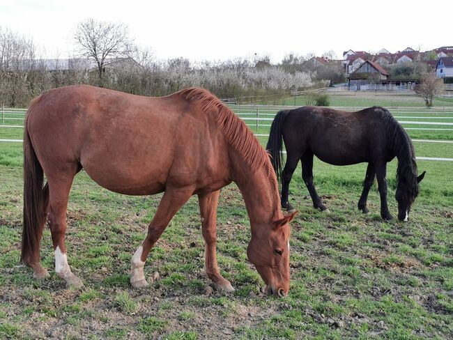 Doppelveranlagte Zuchtstute, Beistellpferd, Stute, Bianca, Horses For Sale, Eberdingen, Image 9