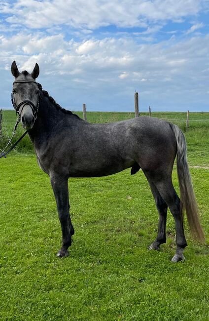 Doppelt Veranlagter Reitponywallach, Laura Rögner, Horses For Sale, Ansfelden