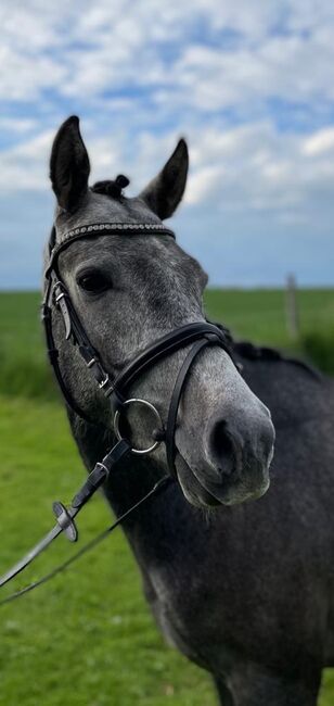 Doppelt Veranlagter Reitponywallach, Laura Rögner, Horses For Sale, Ansfelden, Image 4