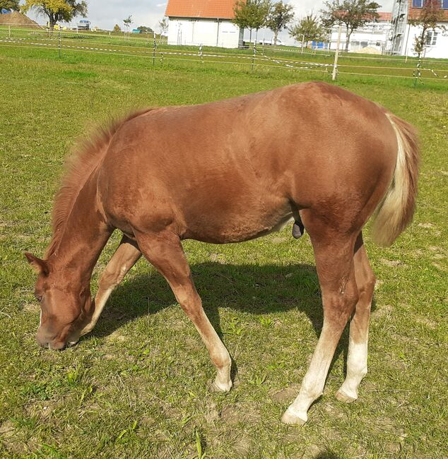 Doppelt Registriert Painthorse, Quarter Horse Hengst-Fohlen Reining,Ranchhorse, Silvi, Horses For Sale, Nördlingen , Image 7