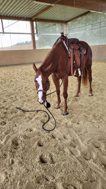 Doppelt registriertes Pleasure/Allround Nachwuchspferd, Kerstin Rehbehn (Pferdemarketing Ost), Horses For Sale, Nienburg, Image 2