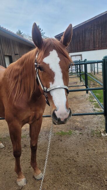 Doppelt registriertes Pleasure/Allround Nachwuchspferd, Kerstin Rehbehn (Pferdemarketing Ost), Horses For Sale, Nienburg, Image 7