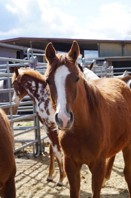 Doppelt registrierte Living Large Tochter, Kerstin Rehbehn (Pferdemarketing Ost), Horses For Sale, Nienburg, Image 9