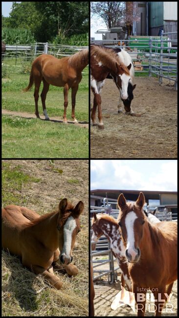 Doppelt registrierte Living Large Tochter, Kerstin Rehbehn (Pferdemarketing Ost), Horses For Sale, Nienburg, Image 11