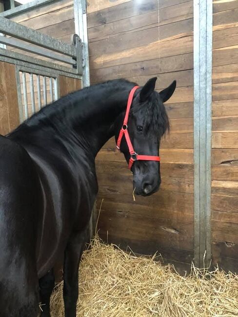 Dowwe is ready for thier new home, Linda Cramer, Pferd kaufen, Bögöt