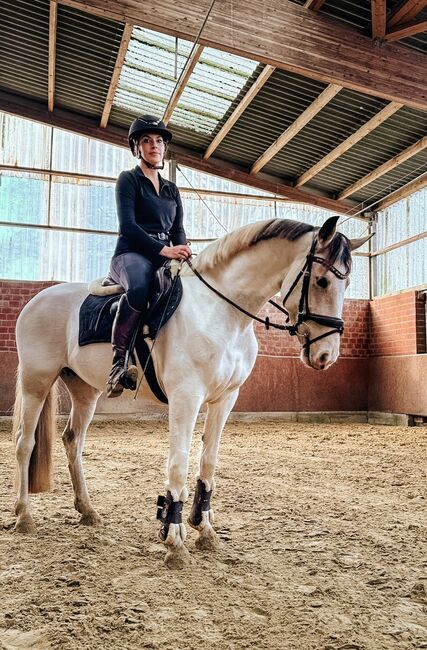 DR Pony zum Selber Ausbilden, Jennifer Boxbücher , Pferd kaufen, Schwalmtal