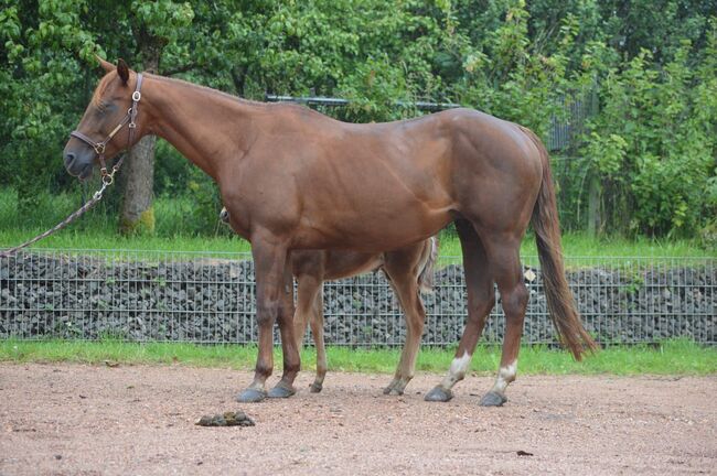 Tragende Quarter Horse Stute von Little Nic Tari, Kerstin Rehbehn (Pferdemarketing Ost), Horses For Sale, Nienburg, Image 4