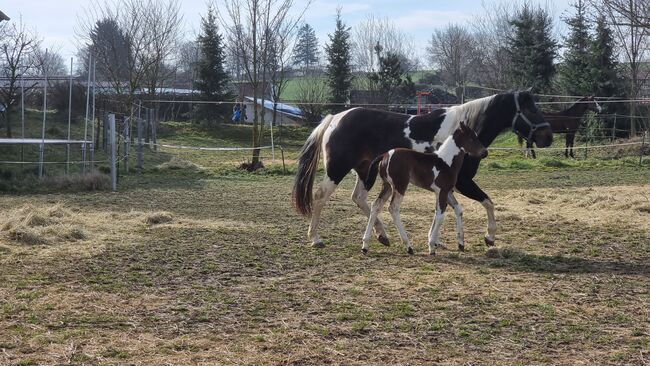 tragende, reinerbige Paint Horse Stute, Kerstin Rehbehn (Pferdemarketing Ost), Horses For Sale, Nienburg, Image 4