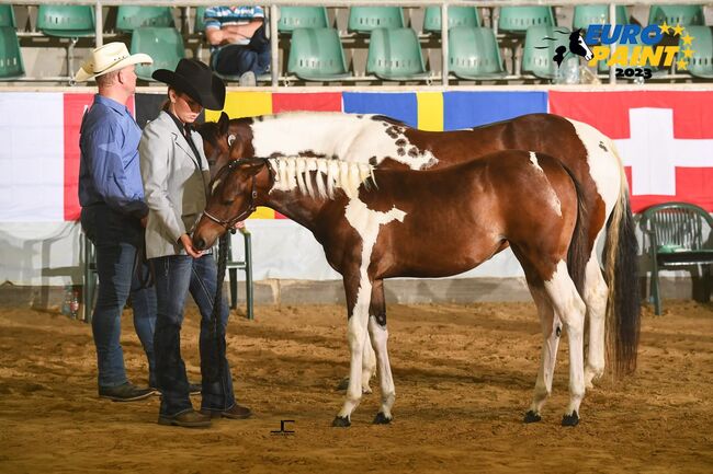 tragende, reinerbige Paint Horse Stute, Kerstin Rehbehn (Pferdemarketing Ost), Horses For Sale, Nienburg, Image 2