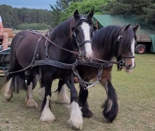 Tragende Tinker Stute geritten gefahren, Tigerschecke, NV, Horses For Sale, Heiligengrabe