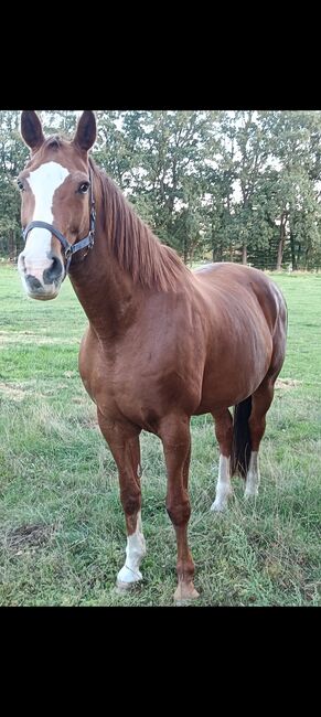 Tragende Old. Stute v. Dimaggio, Dirk Pattberg , Horses For Sale, Bohmte