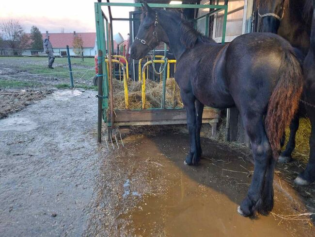 Schwangere Friesen Stute, Leon Iljazi, Horses For Sale, Leibnitz