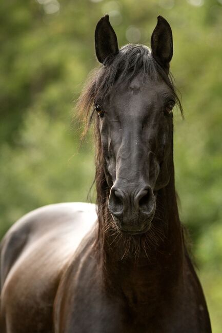 Dragon UCO - PRE Pura Raza Espanola, Deckhengst, 18 Jahre, Rappe mit Pearlgen, WOW Pferd  (WOW Pferd), Pferd kaufen, Bayern - Attenkirchen
