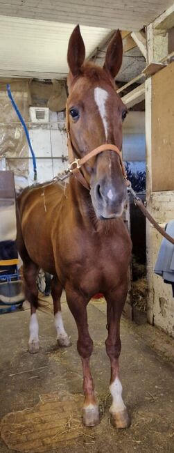 Traber als Freizeit Pferd, Denise , Horses For Sale, Berlin, Image 2