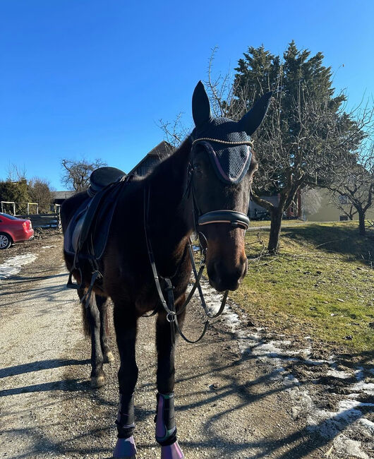 Traber Stute, Elena , Horses For Sale, St.Stefan 