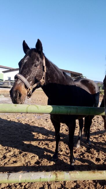 Traber Stute, Sophia, Horses For Sale, Hadamar, Image 2