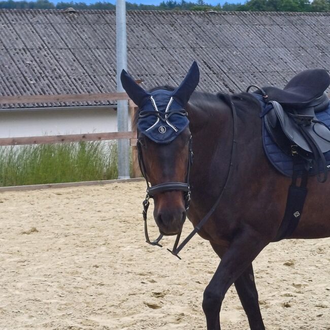 Traber Stute, Sophia, Horses For Sale, Hadamar, Image 3