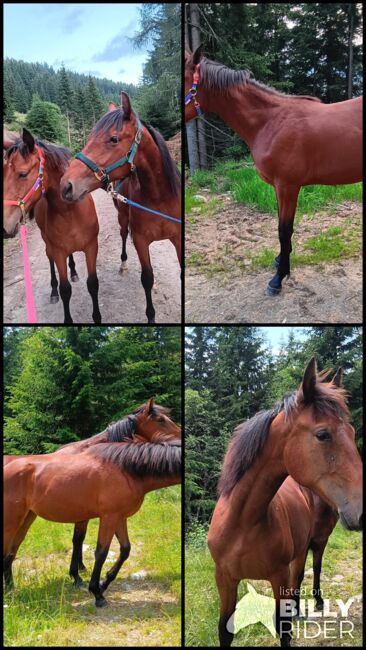 Traber-Paint-Mix Stutfohlen, Kogler Gerlinde, Horses For Sale, Oberwölz , Image 5