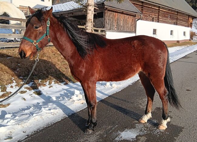 Traber-Paint-Mix Wallach, Kogler Gerlinde, Horses For Sale, Oberwölz , Image 4