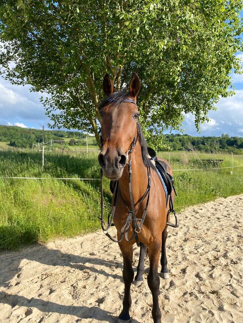 Traber Wallach Gelände, Freizeit, J.Becker , Horses For Sale, Hessisch Lichtenau, Image 3