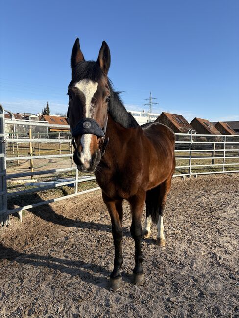 Traber Wallach zu verkaufen, AM, Horses For Sale, Leinfelden, Image 3