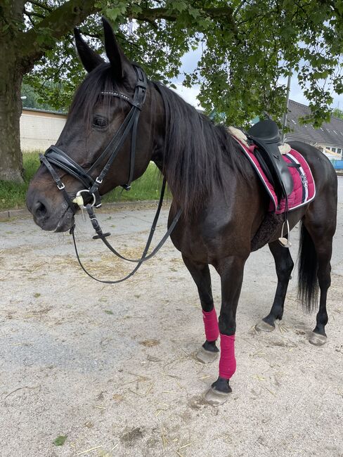 Traberstute sucht ein Zuhause!, Sara O., Horses For Sale, Gelsenkirchen 