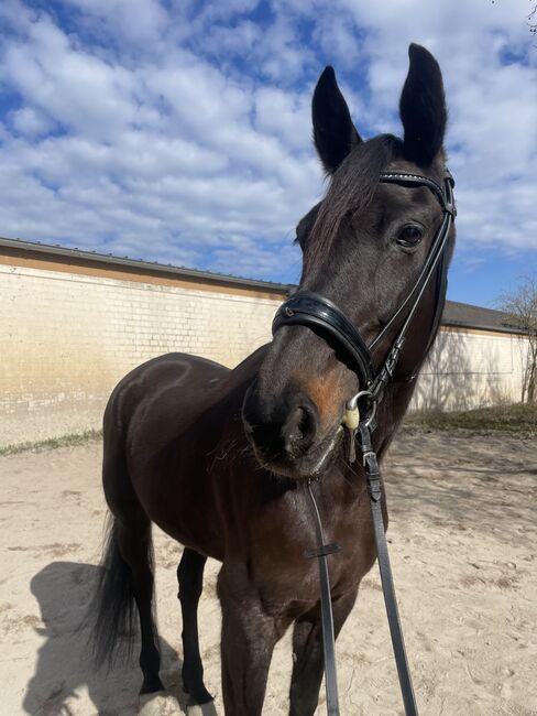 Traberstute sucht ein Zuhause!, Sara O., Horses For Sale, Gelsenkirchen , Image 3