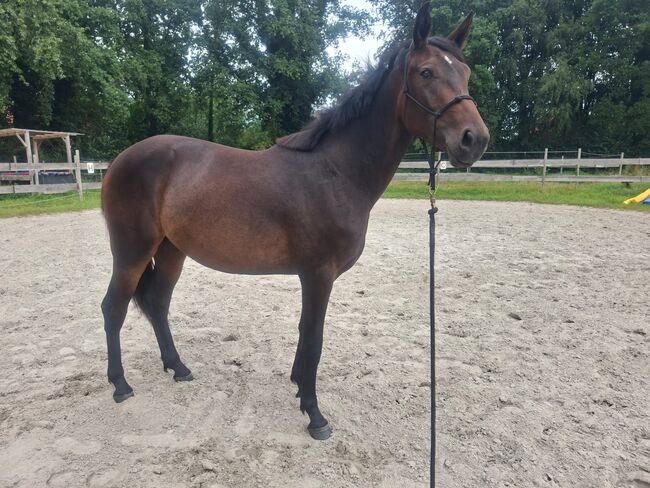 Traber mix Stute, Willow , Horses For Sale, Rhauderfehn, Image 2