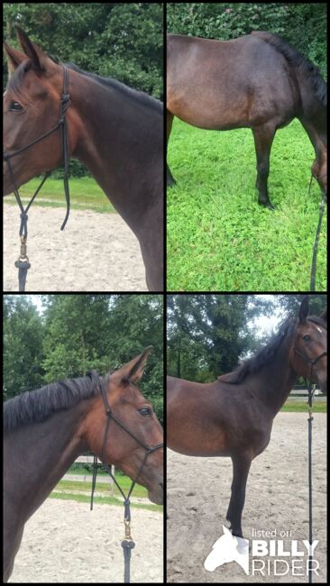 Traber mix Stute, Willow , Horses For Sale, Rhauderfehn, Image 8