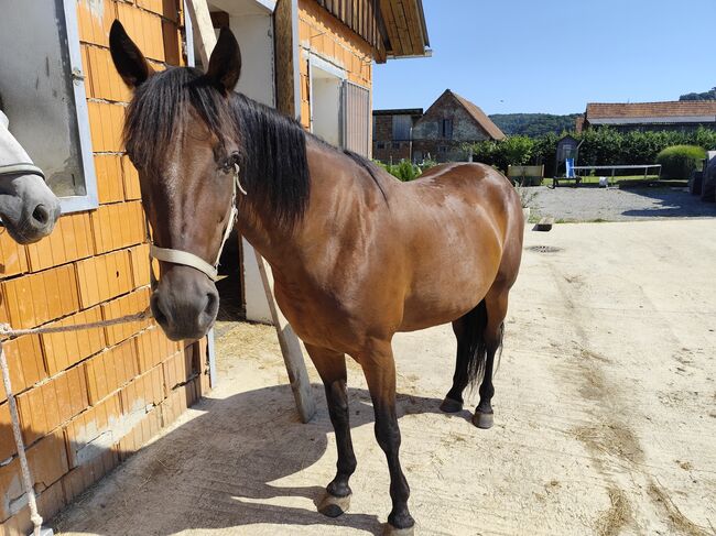 Traber Wallach, Sigrid Simon, Horses For Sale, Maierhofbergen