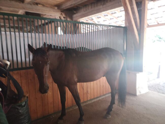 Traber Wallach, L.M, Horses For Sale, Zenting , Image 3